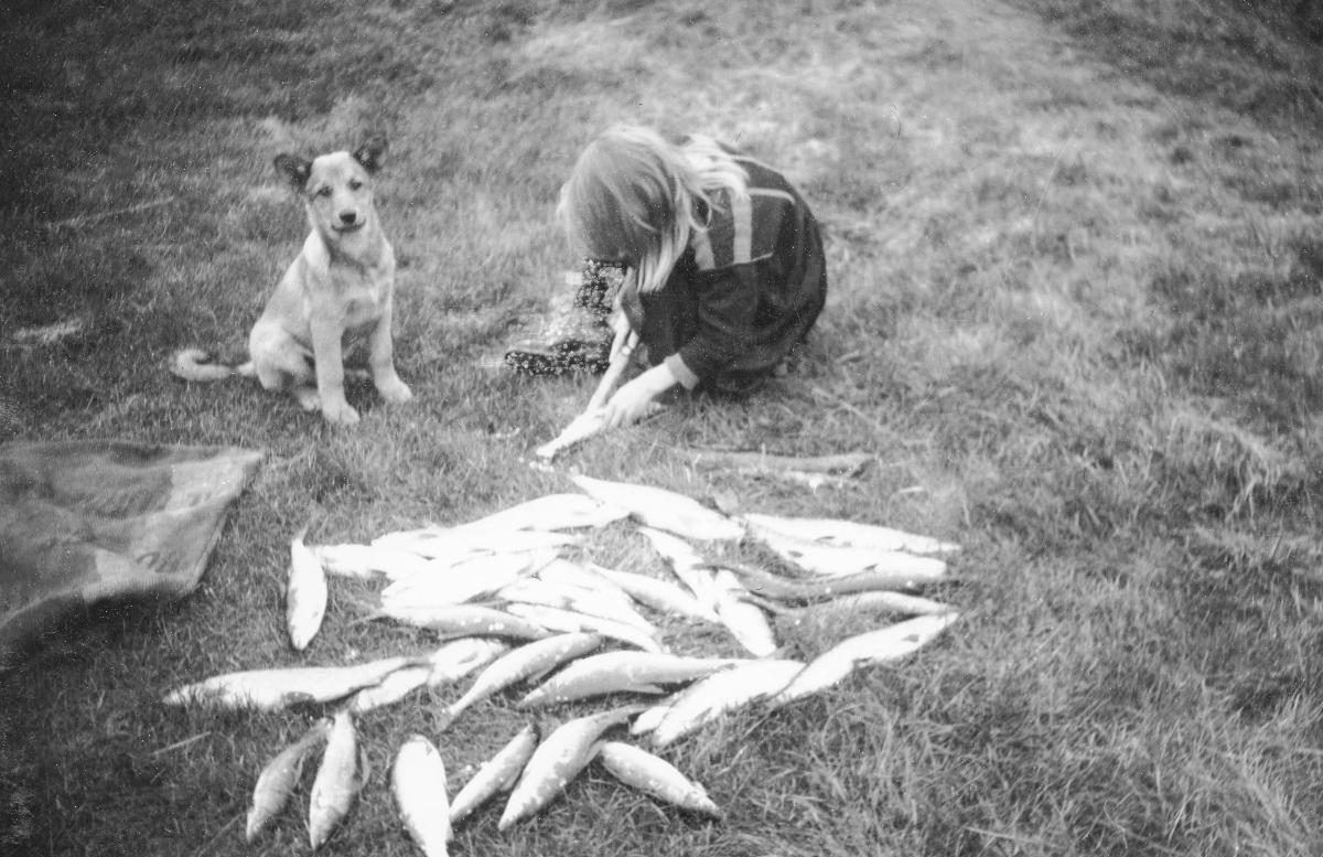 FBib11026044 Arkiv Finnmark fylkesbibliotek.jpg Gammelt bilde der en jente sløyer fisk